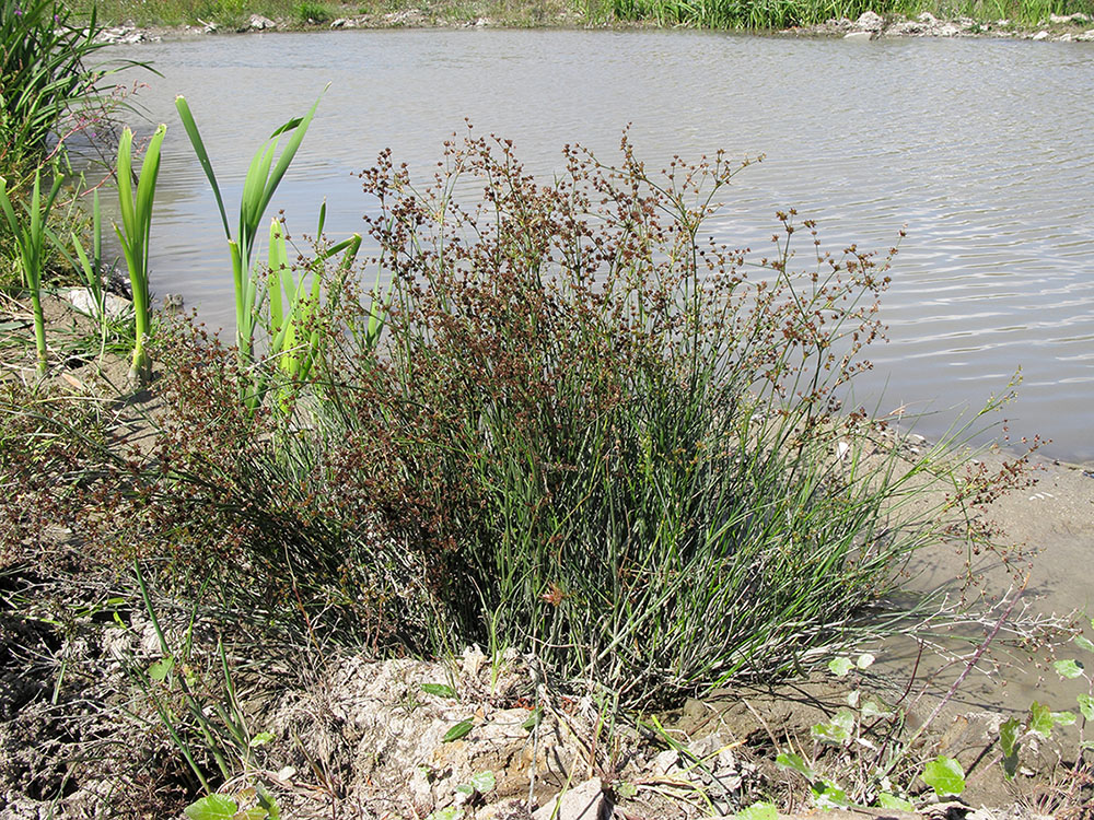 Image of Juncus articulatus specimen.