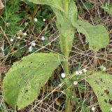 Verbascum phlomoides