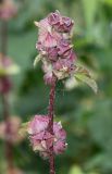 familia Malvaceae. Соплодия. Германия, г. Krefeld, Ботанический сад. 11.08.2013.