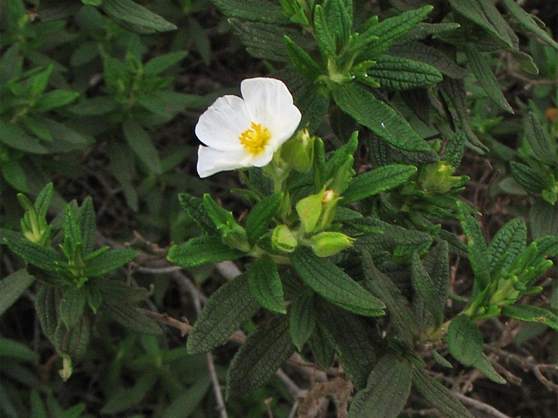 Image of Cistus monspeliensis specimen.