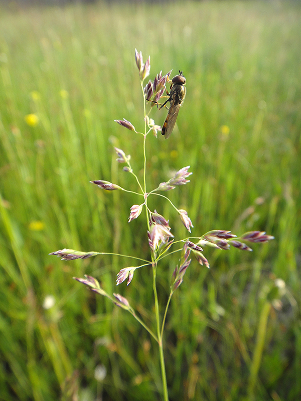 Image of Poa pratensis specimen.