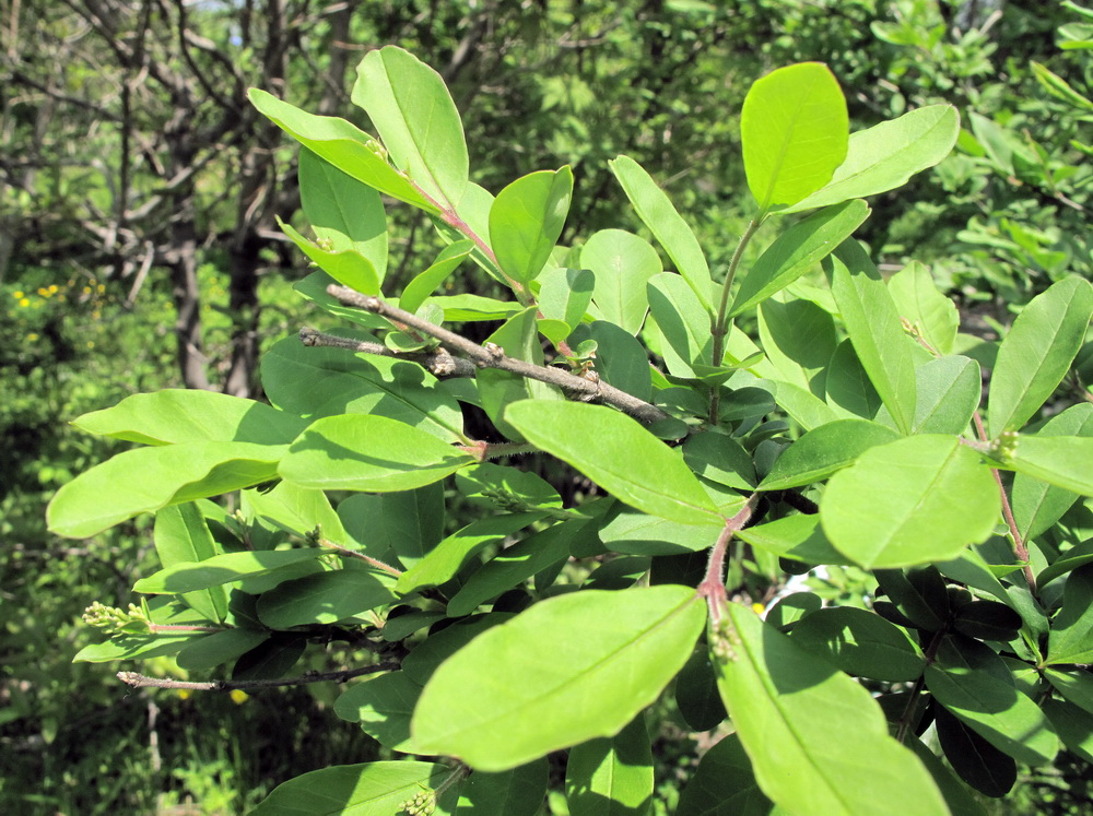 Изображение особи Ligustrum yezoense.