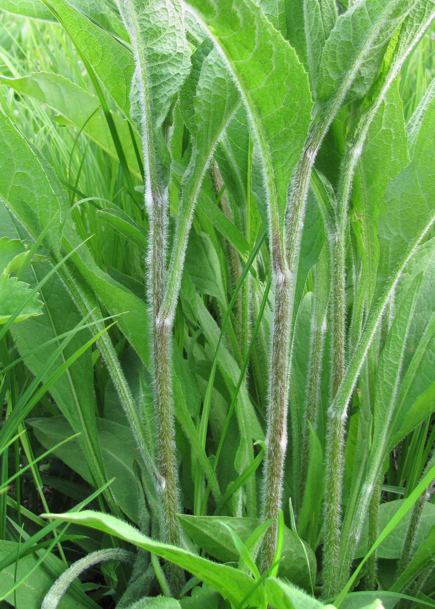 Image of Centaurea phrygia specimen.