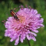 Knautia arvensis. Соцветие. Республика Татарстан, г. Бавлы. 27.06.2009.