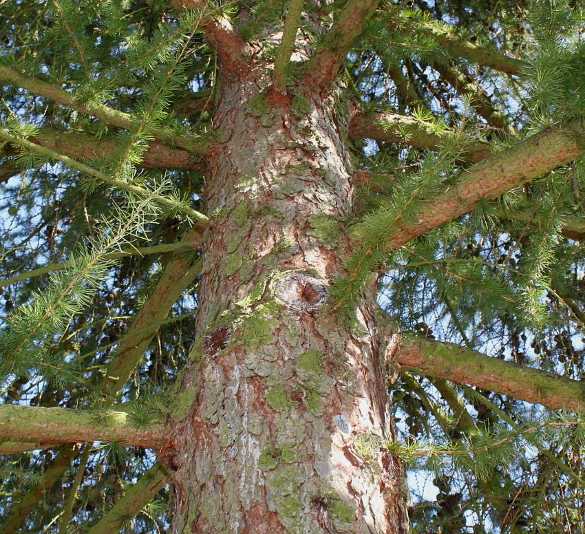 Image of Larix decidua specimen.