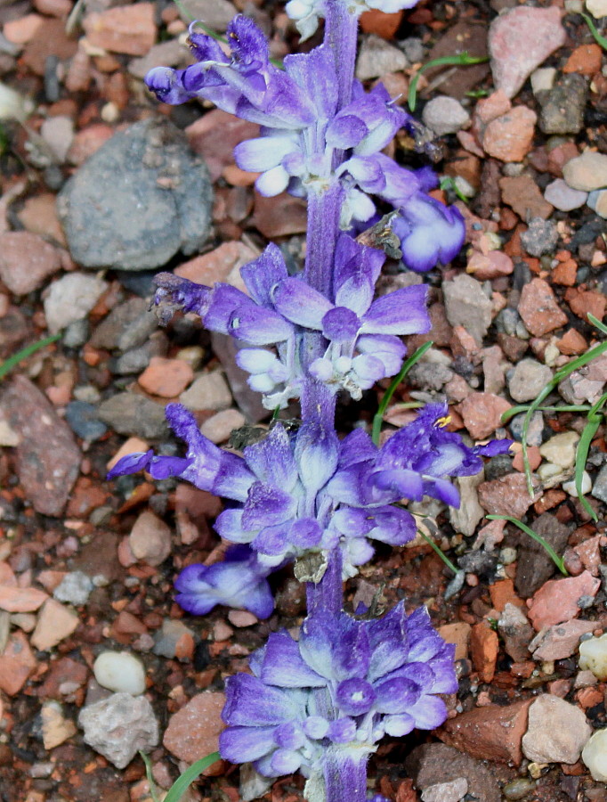 Image of Salvia farinacea specimen.