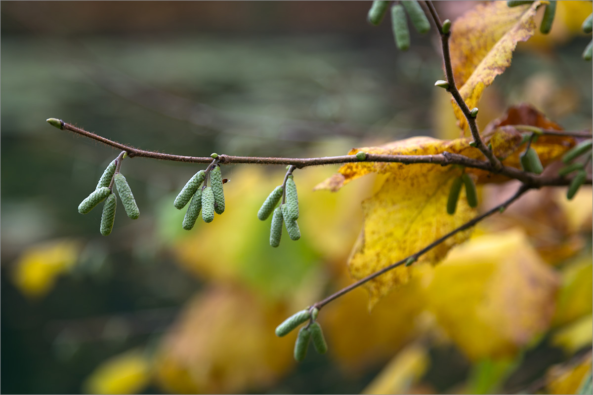 Image of Corylus avellana specimen.