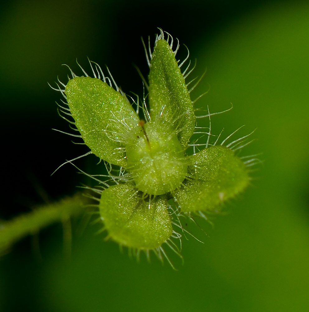 Image of Veronica cymbalaria specimen.