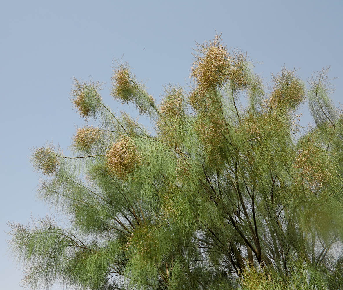 Image of Moringa peregrina specimen.