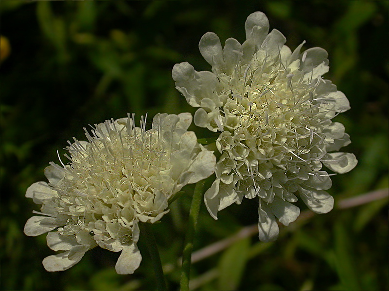 Image of Scabiosa ochroleuca specimen.