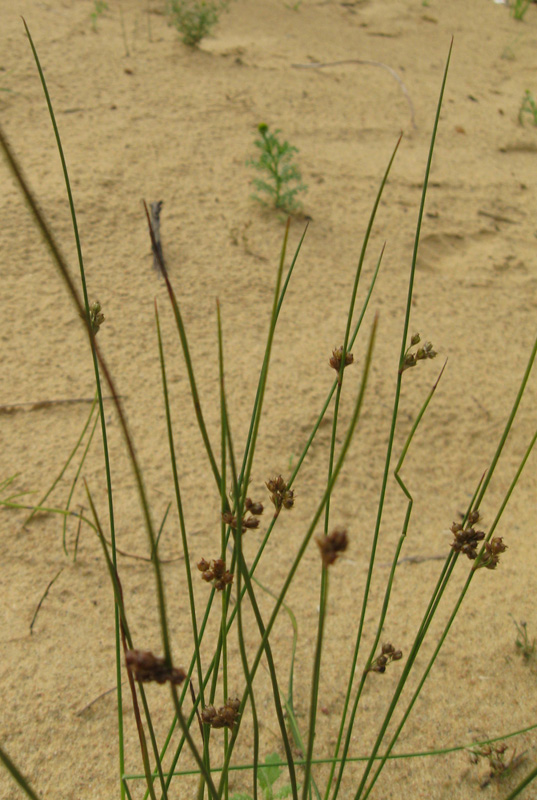 Image of Juncus &times; inundatus specimen.