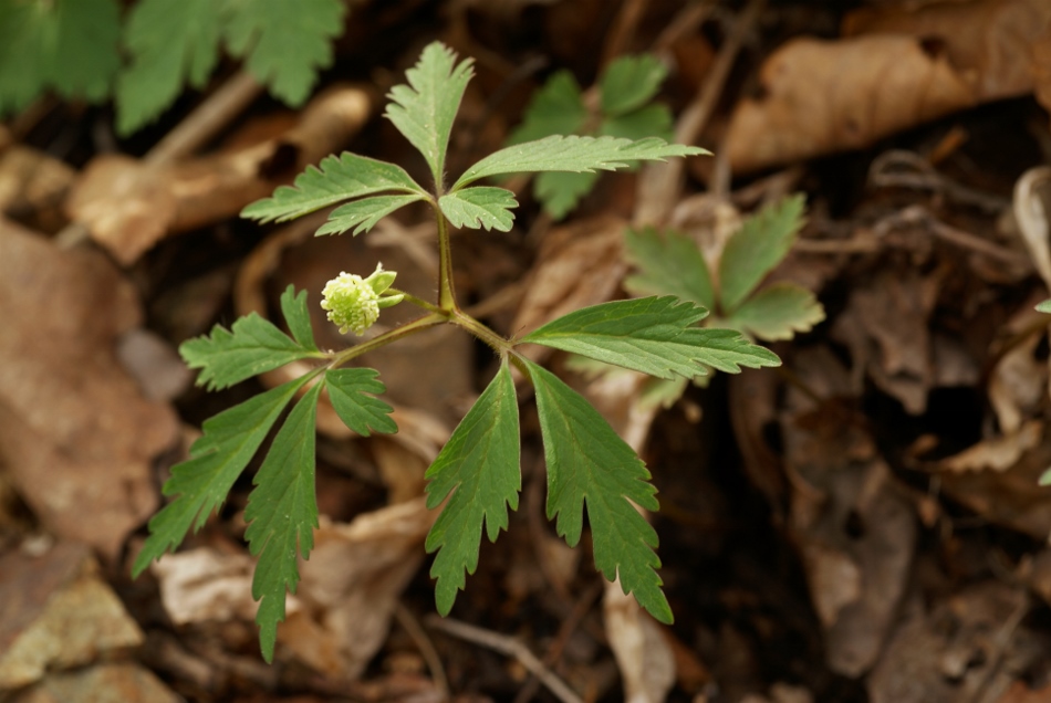 Изображение особи Anemone reflexa.