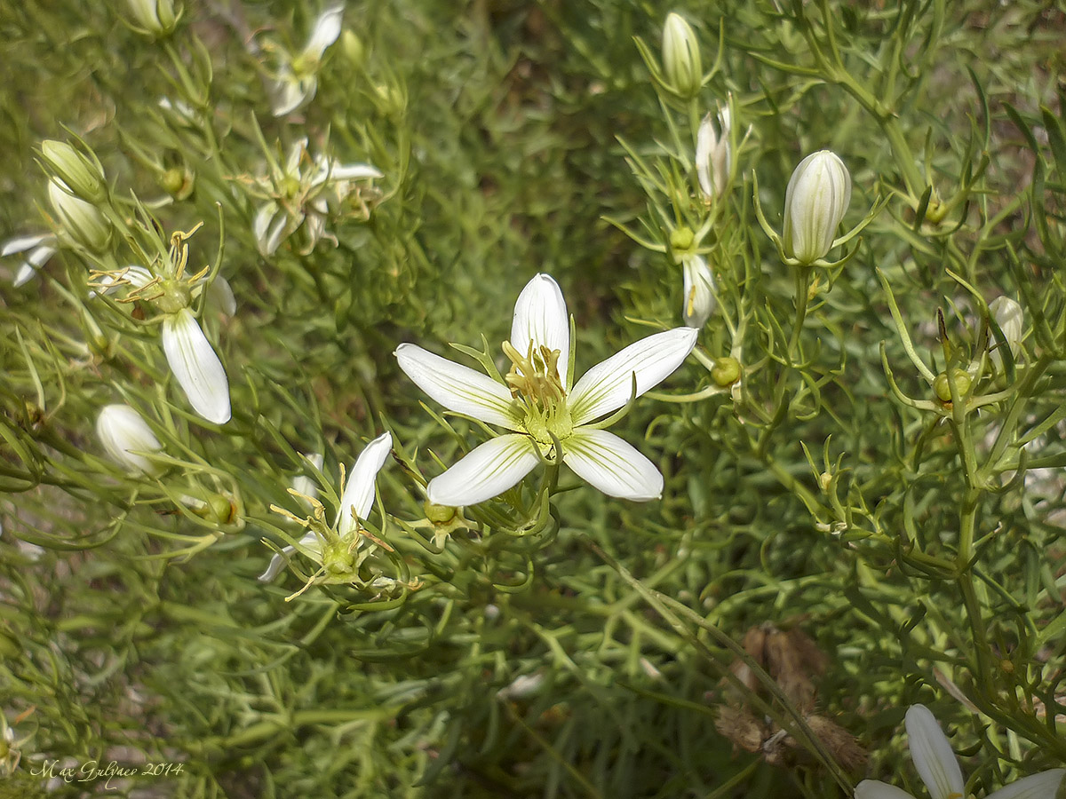 Image of Peganum harmala specimen.