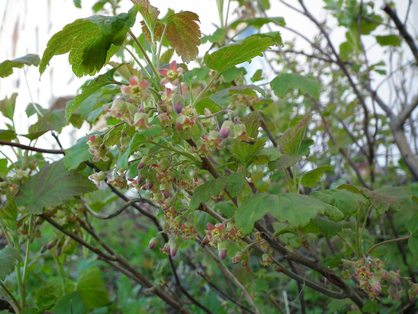 Image of Ribes nigrum specimen.