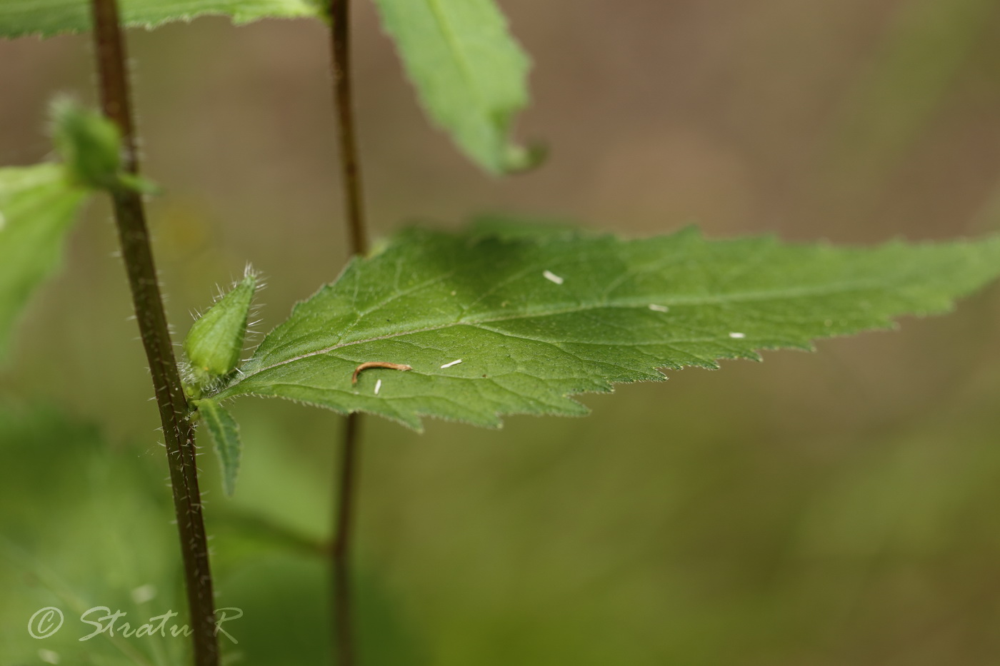 Image of Campanula trachelium specimen.