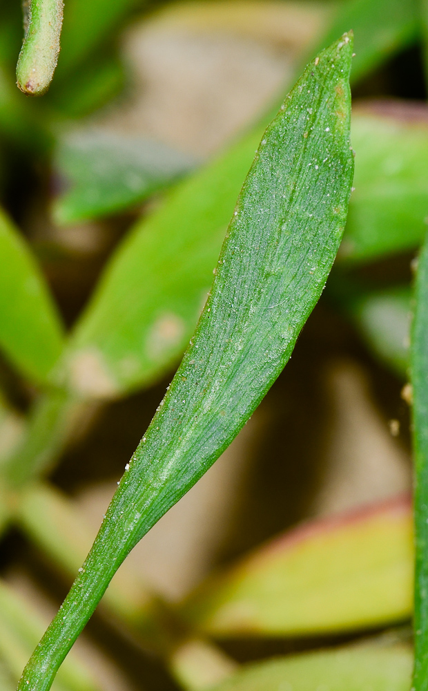 Image of Crithmum maritimum specimen.