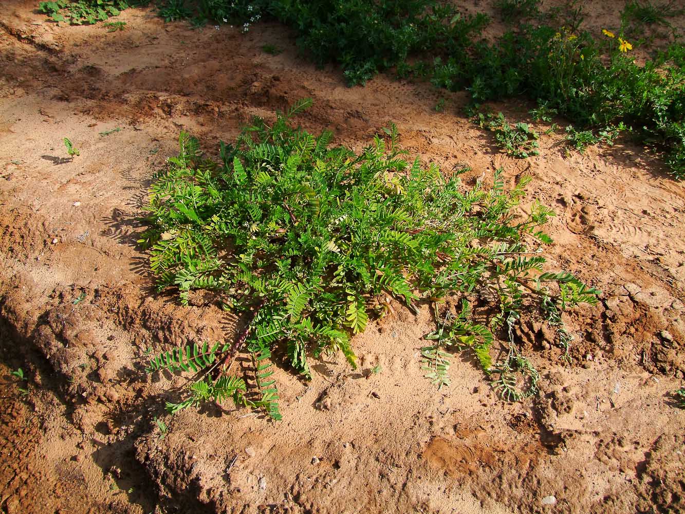 Image of Astragalus boeticus specimen.