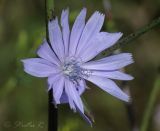 Cichorium intybus