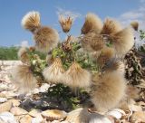 Cirsium incanum. Соплодия. Краснодарский край, м/о Анапа, окр. станицы Благовещенская, Кизилташский лиман, коса Голенькая, ракушечный пляж. 09.08.2014.