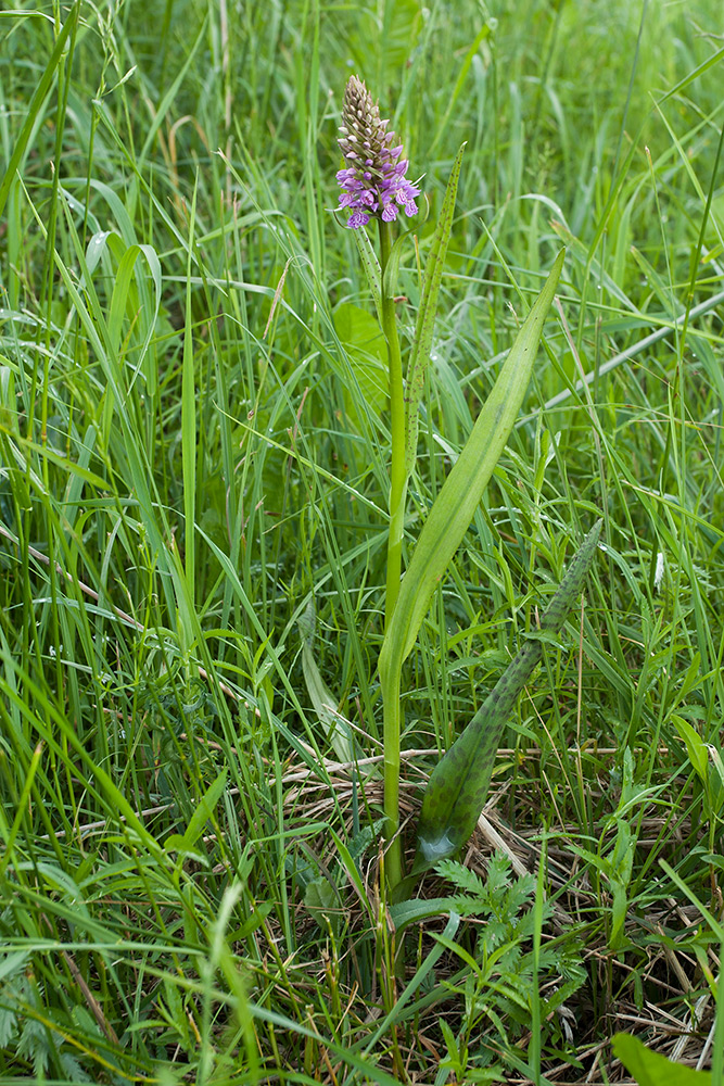 Image of Dactylorhiza baltica specimen.