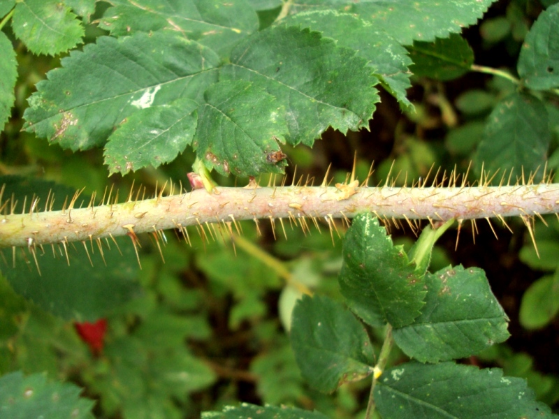 Изображение особи Rosa acicularis.