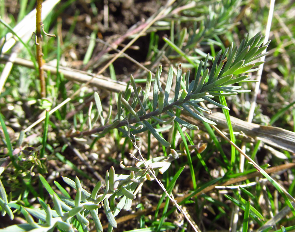 Image of genus Linum specimen.