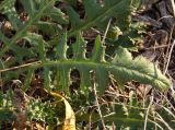 Sisymbrium loeselii. Лист. Украина, г. Запорожье, балка Партизанская. 29.08.2014.