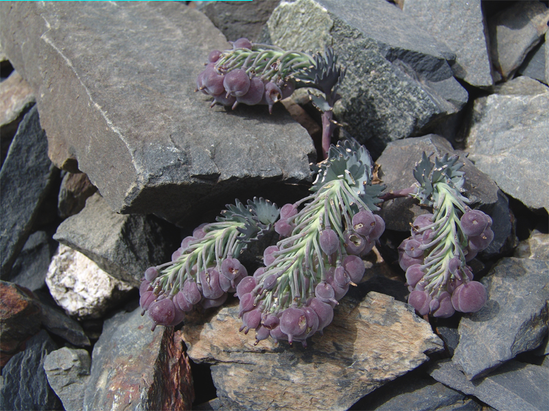 Image of Pseudovesicaria digitata specimen.