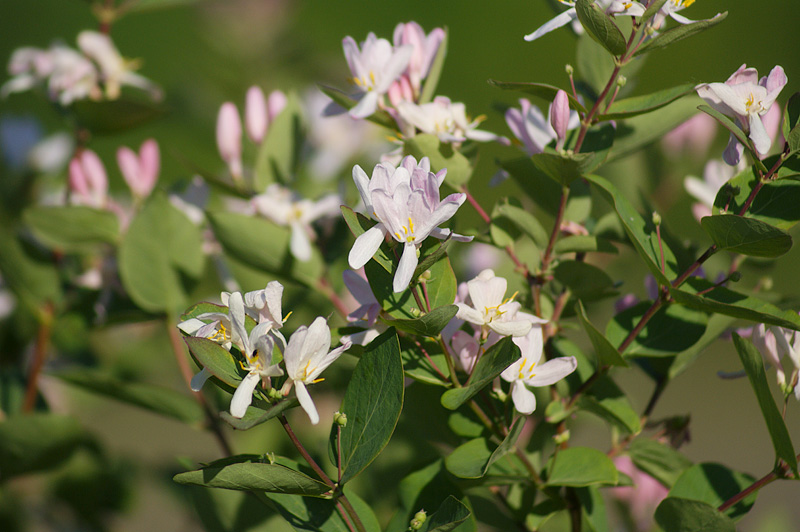 Изображение особи Lonicera tatarica.