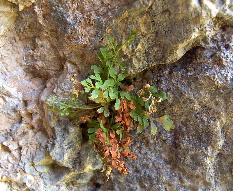 Изображение особи Asplenium ruta-muraria.