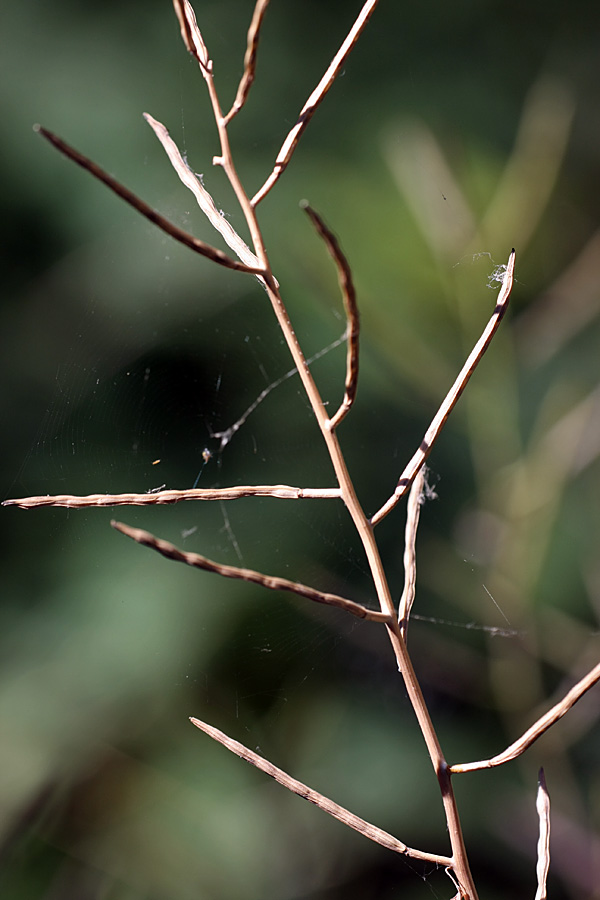 Image of Alliaria petiolata specimen.