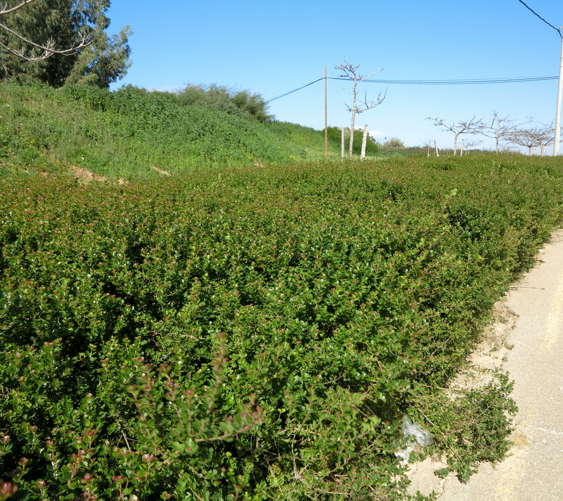 Image of Rhus crenata specimen.