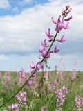 Astragalus macropterus