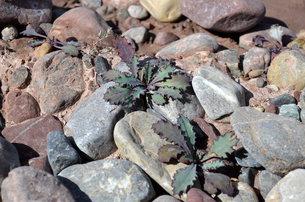 Изображение особи Crepis karelinii.