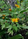 Tithonia diversifolia