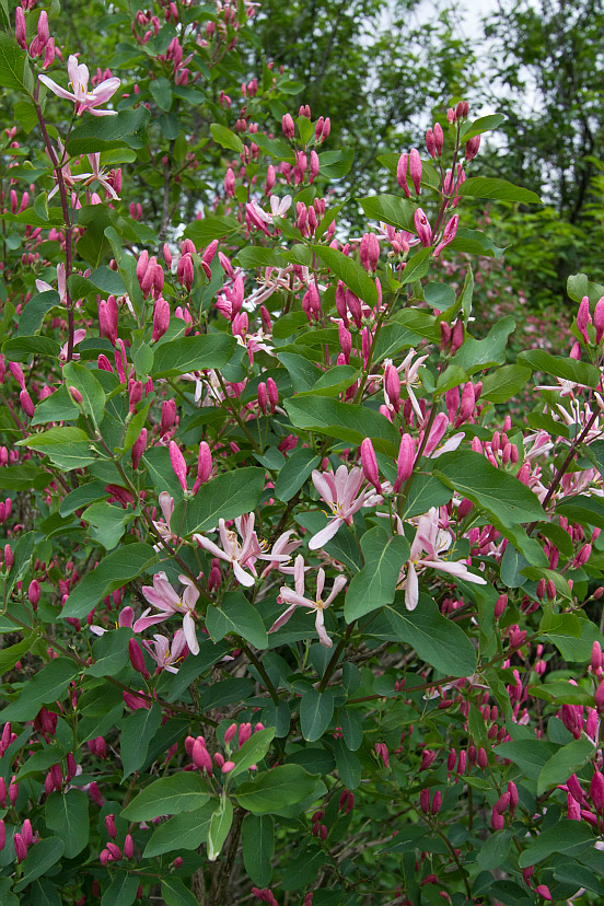 Image of Lonicera tatarica specimen.