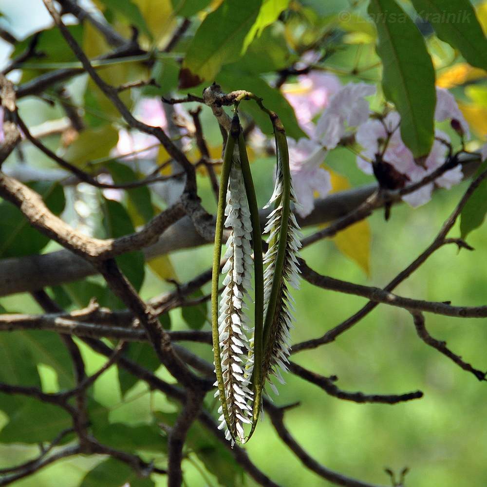 Image of genus Tabebuia specimen.