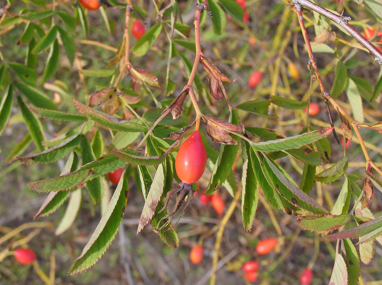 Изображение особи Rosa cinnamomea.