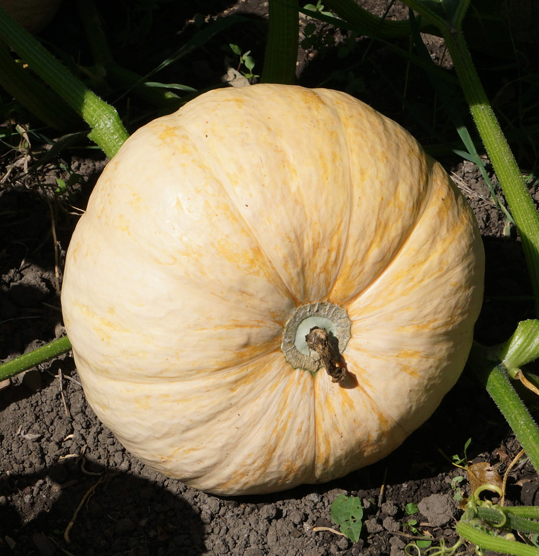 Image of Cucurbita maxima specimen.