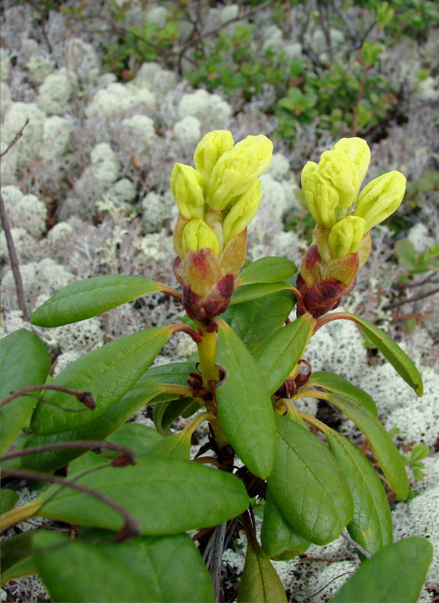 Изображение особи Rhododendron aureum.