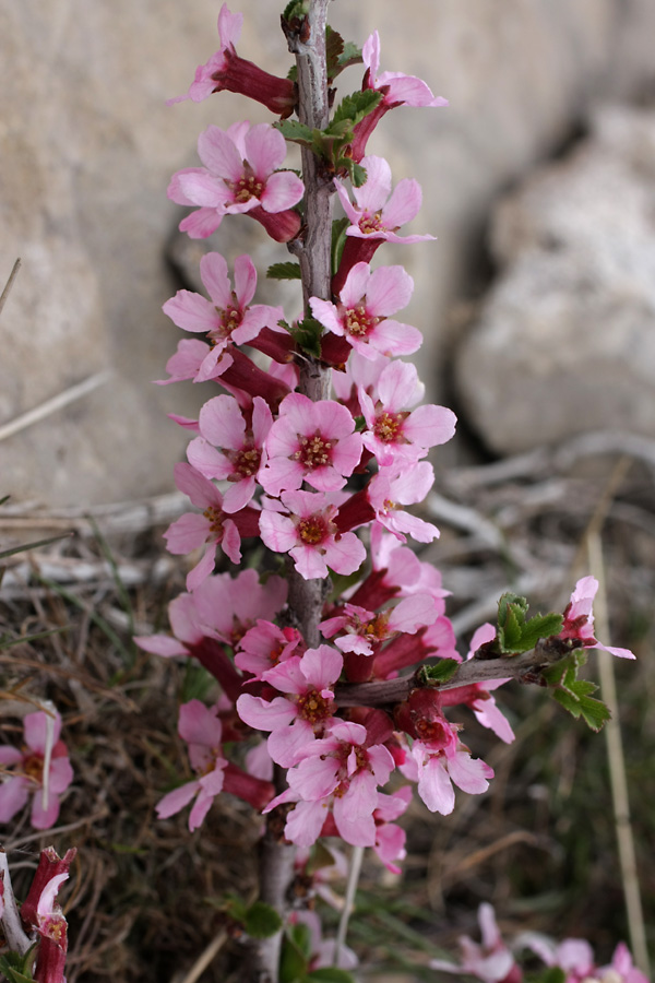 Изображение особи Cerasus tianshanica.