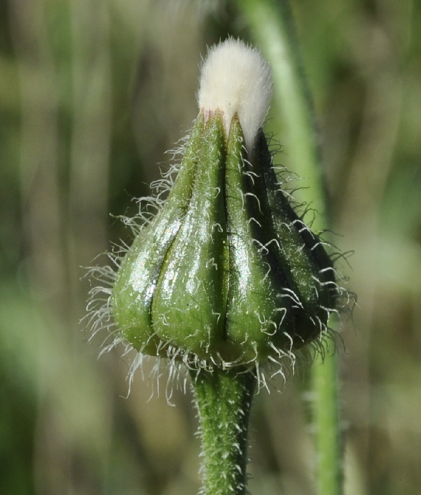 Изображение особи Urospermum picroides.