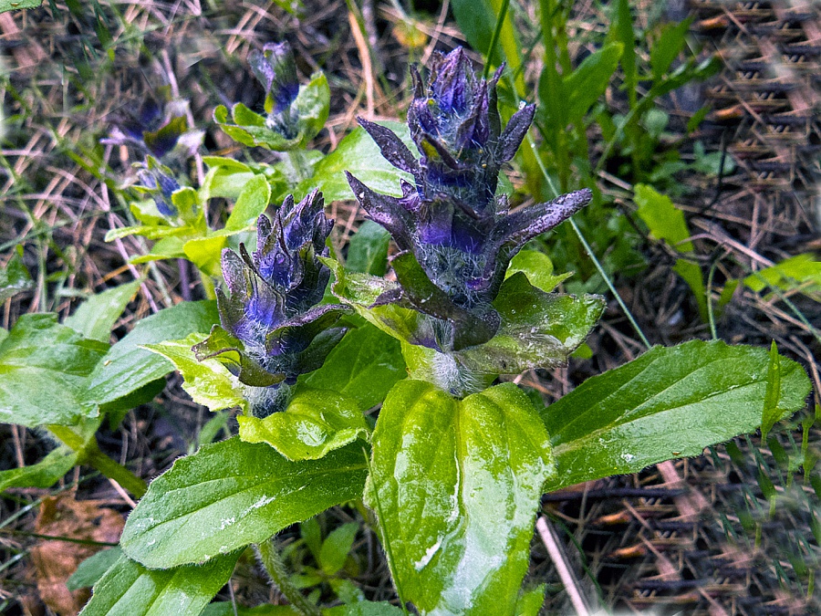 Изображение особи Ajuga genevensis.