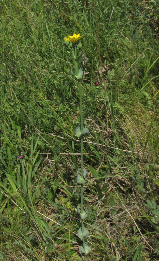 Image of Blackstonia perfoliata specimen.