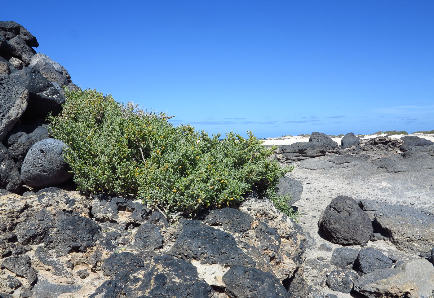 Изображение особи Tetraena fontanesii.