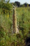 Phleum pratense. Соцветие. Республика Адыгея, г. Майкоп, восточная окраина города, луг. 25.06.2016.