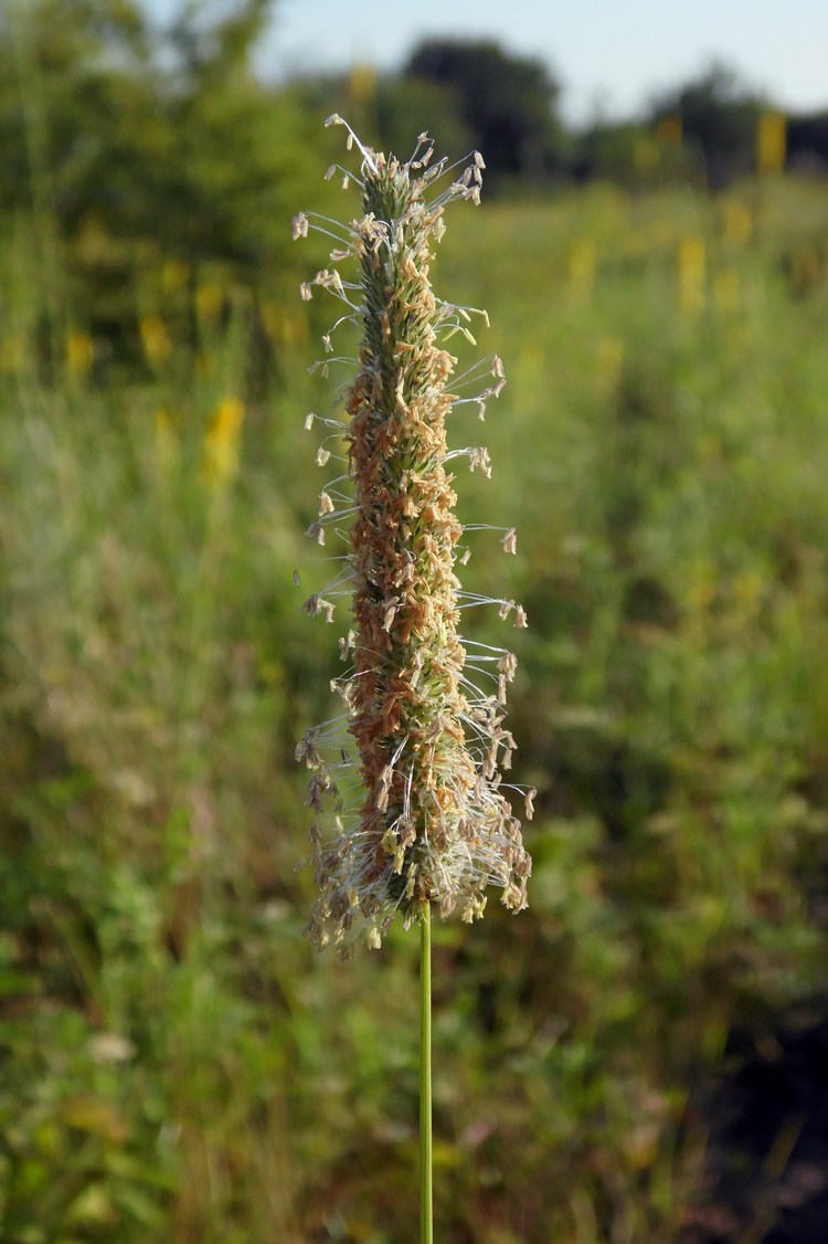 Image of Phleum pratense specimen.