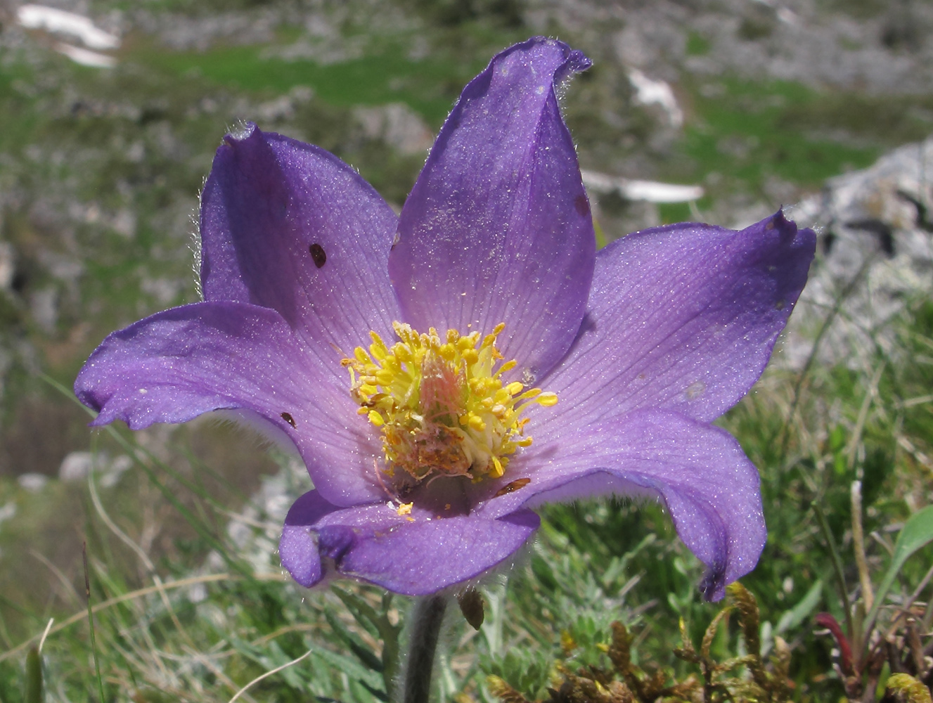 Image of Pulsatilla violacea specimen.