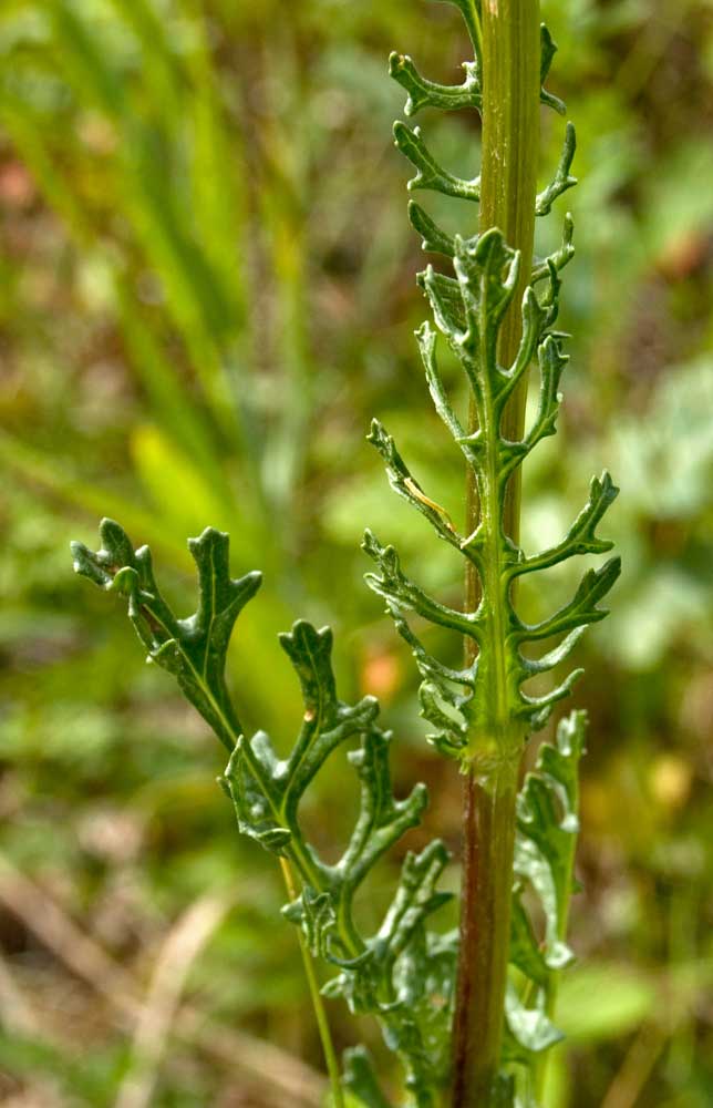 Image of Senecio jacobaea specimen.