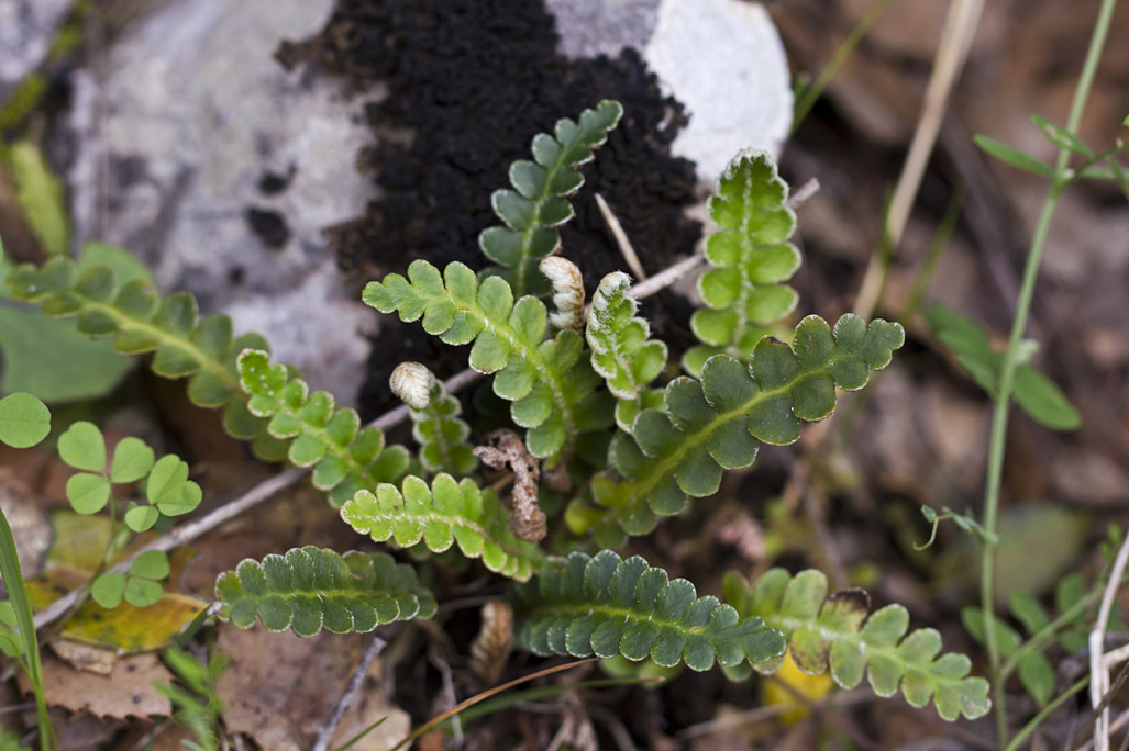 Изображение особи Ceterach officinarum.